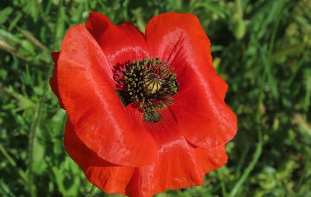 nos fleurs et +  -2