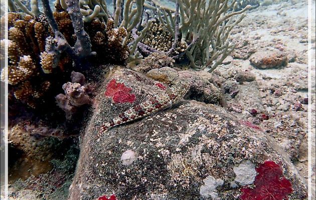 Anoli commun, Anoli rouge, Diamond lizardfish (Synodus dermatogenys) - Betaniazo - Tsarabanjina - Mitsio - Madagascar