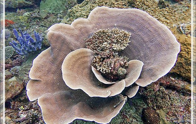 Possible Corail laitue, Lettuce coral (Turbinaria mesenterina) - Beangovo - Tsarabanjina - Mitsio - Madagascar