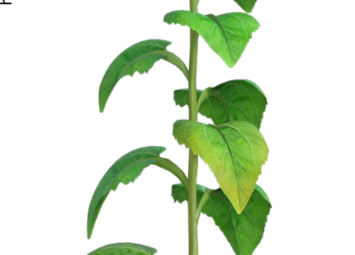 Tube de "tournesol" blanc (render-image)