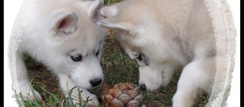 Petits Huskys se font les dents (J+51 : 4 octobre 2012)