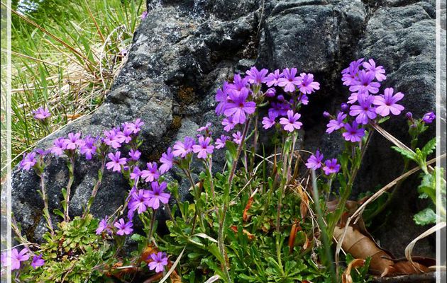 Erine des Alpes (Erinus alpinus) - Bezins-Garraux - 31