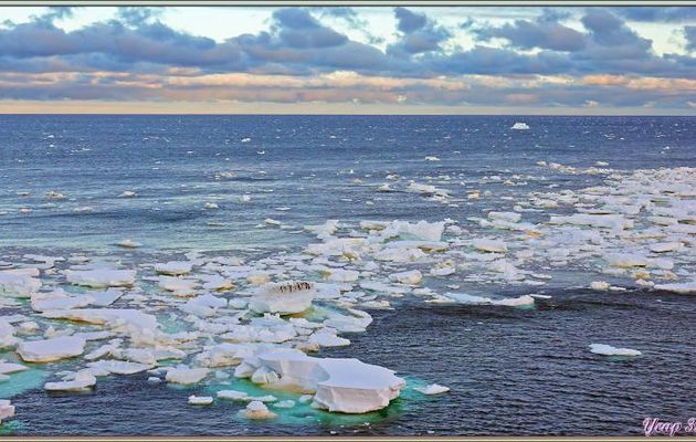 02/03/2022 : nous continuons notre progression vers le nord. Rencontre avec les manchots Adélie, de la banquise en formation (pancakes), et visite de la passerelle - Mer de Ross - Antarctique