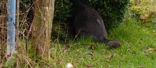 Des poils et des plumes