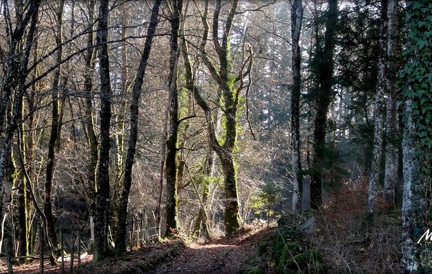 Lumière en forêt
