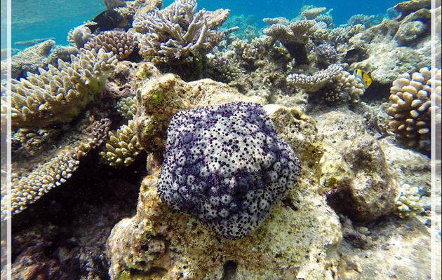 Etoile-coussin de requin ou Culcite, Cushion-star or Pillow starfish (Culcita schmideliana) - Snorkeling à Athuruga - Atoll d'Ari - Maldives