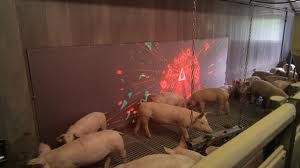Des cochons accros des écrans et des jeux sur ordinateur.