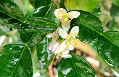 EB - Fleurs d'agrumes - juin 2023...