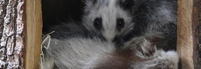 Ménagerie du Jardin des Plantes : Le Rat des Nuages