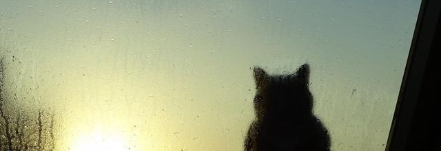 Dimanche c'est chat