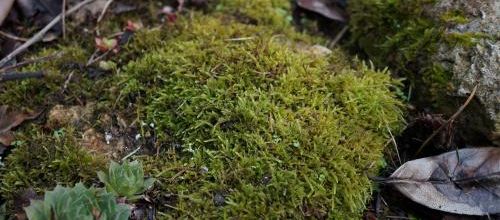 Un jardin qui mousse