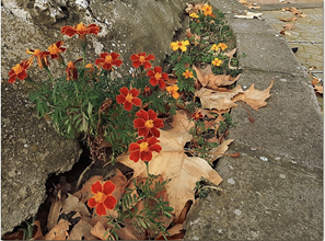 Trois fleurs rouges ... 