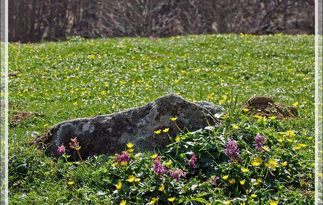 Tapis de fleurs avec Pâquerettes, Renoncules, et des Corydales à bulbe plein (Corydalis solida) - Prairie de Pédain - Aiguilles d'Ansabère - Lescun - 64