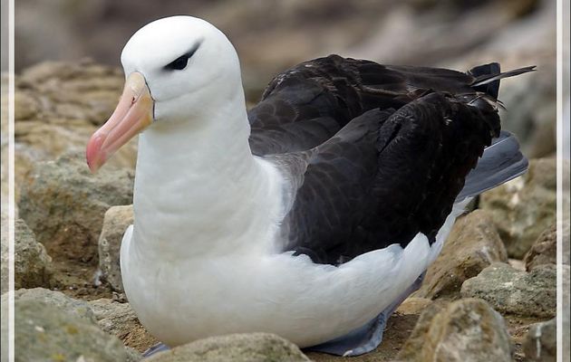 Albatros à sourcils noirs, Black-browed Albatross (Thalassarche melanophris) - Coffin's Harbour - New Island - Falkland (Malvinas, Malouines) - Grande-Bretagne