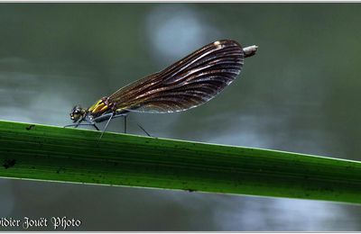 Caloptéryx Vierge (12) - Calopteryx virgo