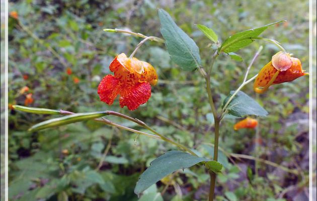 Impatiente ou Balsamine du Cap, Spotted Jewelweed (Impatiens capensis) - Petit Lac Preston - Duhamel - Outaouais - Québec - Canada