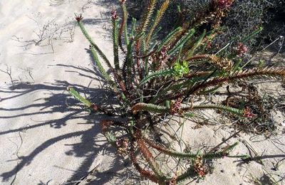 Belle ... plante