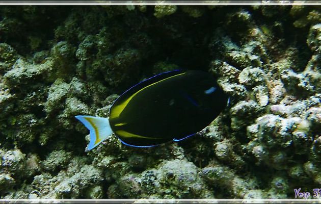 Chirurgien à joue blanche ou velours ou à marques jaunes, Whitecheek or Black or Blackear surgeonfish  (Acanthurus nigricans) - Passe sud Tumakohua - Atoll de Fakarava - Tuamotu - Polynésie