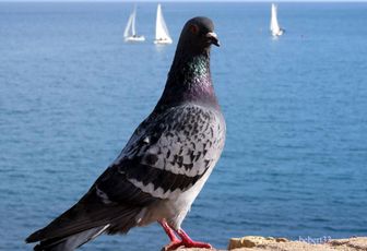 des pigeons