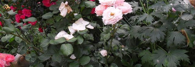 Mes belles refleussent