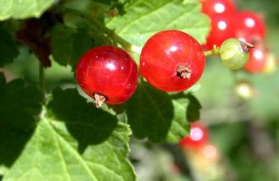 Les belles du jardin...