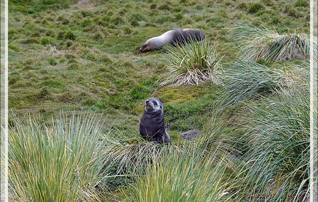 Otarie à fourrure antarctique ou Otarie de Kerguelen (Arctocephalus gazella) - Whistle Cove - Fortuna Bay - Géorgie du Sud