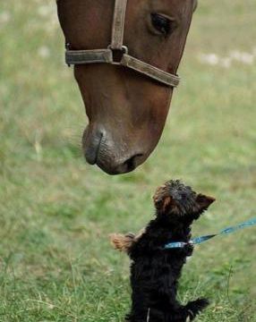 Les animaux s'aiment entre eux !