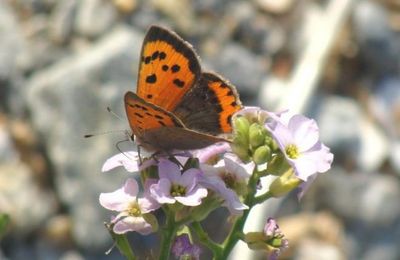 Papillon le cuivré commun ou Le Bronzé 