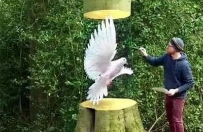 La colombe de la paix