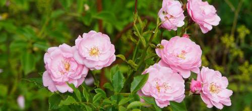 Un jour, une rose : 'Le Rosier des Hauts Clochers'