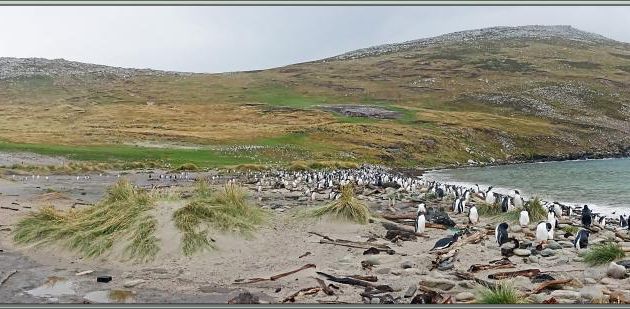 Grave Cove : le domaine des Manchots papous, Gentoo Penguin (Pygoscelis papua) - West Falkland (Malvinas, Malouines) - Grande-Bretagne