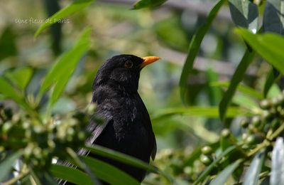Les oiseaux parisiens : Le Merle noir, familier des hommes