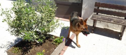 Un tour dans le jardin 