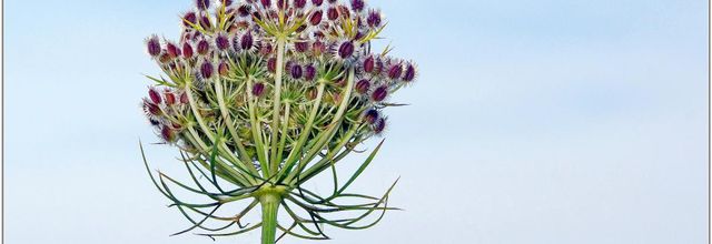 Carotte Sauvage (5) - Daucus carota