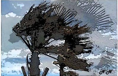 Vents et pluie en 5 tanka