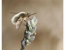 Bombylius minor 