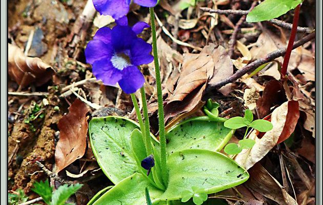 Plante carnivore: Grassette à grandes fleurs (Pinguicula grandiflora) - Oô - 31