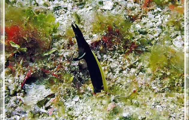 Murène ruban juvénile, Anguille ruban, Ribbon eel, Blue ribbon eel (Rhinomuraena quaesita) - Betalinjona (2ème Frère) - Tsarabanjina - Mitsio - Madagascar