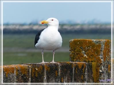 Goéland argenté, European Herring Gull (Larus argentatus) - Ars-en-Ré - Île de Ré - 17