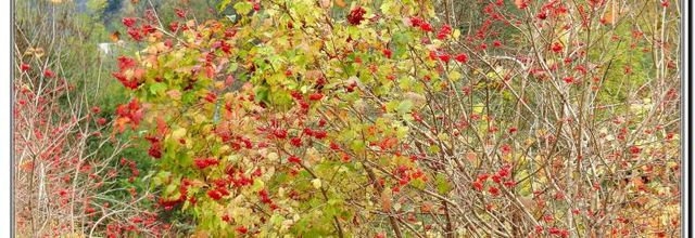 COULEURS D'AUTOMNE 2013