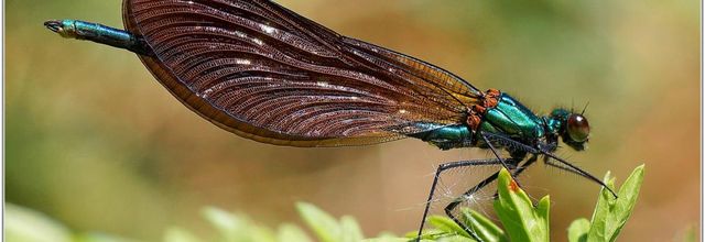 Caloptéryx Vierge (5) - Calopteryx virgo