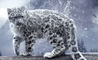 La panthère des neiges ... 