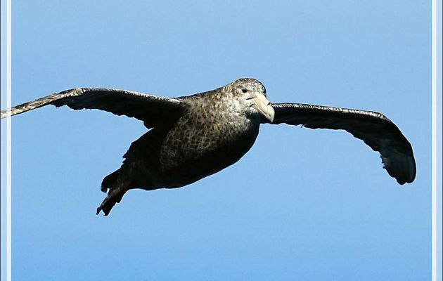Un autre grand voilier : le Pétrel géant, Southern Giant Petrel (Macronectes giganteus) - Atlantique sud