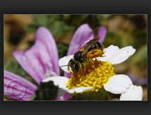 Apoïde femelle (abeille solitaire)...