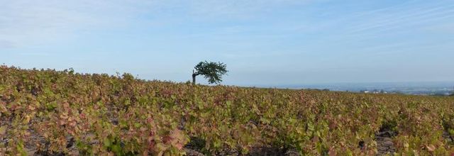 Le Mont Brouilly..