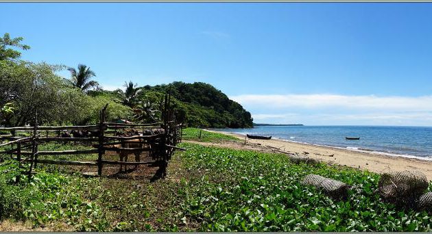 Plage aux zébus - Nosy Be - Madagascar