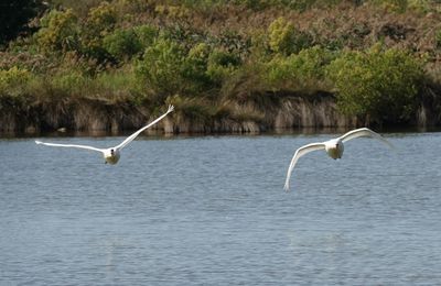 EB - Divers oiseaux d'automne, au Domaine de Certes et Graveyron...