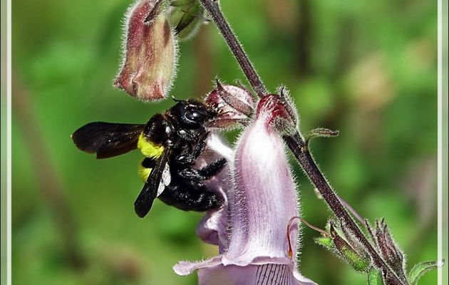 Abeille charpentière Apide Xylocopine femelle, Wood-cutter bee, Carpenter bee (Xylocopa caffra) - Kirstenbosch - Cape Town - Afrique du Sud