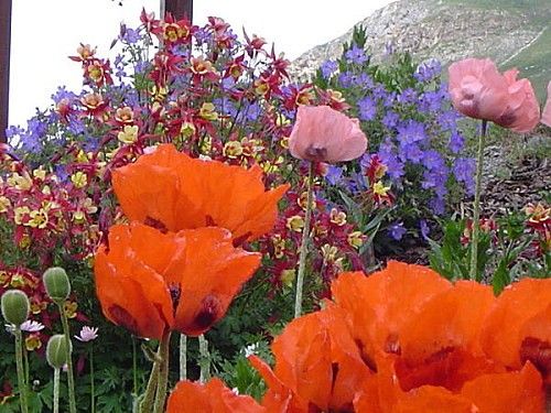 Quelques fleurs.