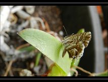 Brun des pélargoniums (Cacyreus marshalli) -  Lycaenidae